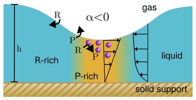 Confined Reactive Fluids