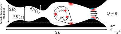 Turning catalytically active pores into active pumps (The Journal of Chemical Physics, 2023)